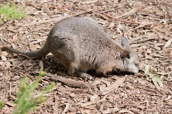 Comprehensive Rodent Control Strategies for Sydney